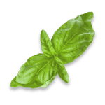 leaves_1.png