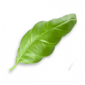 leaves_3.png